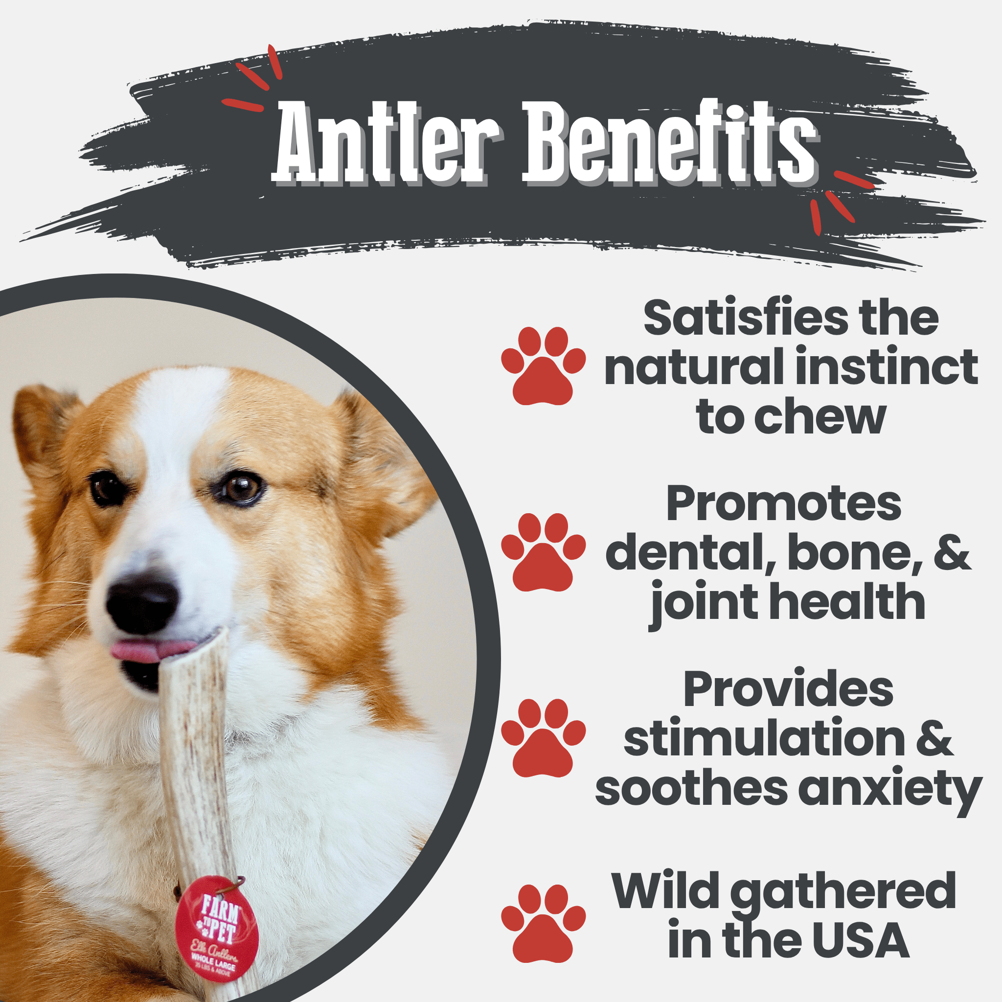 Elk Antler Dog Chews | All-Natural Whole and Split Elk Antler Chews for Dogs