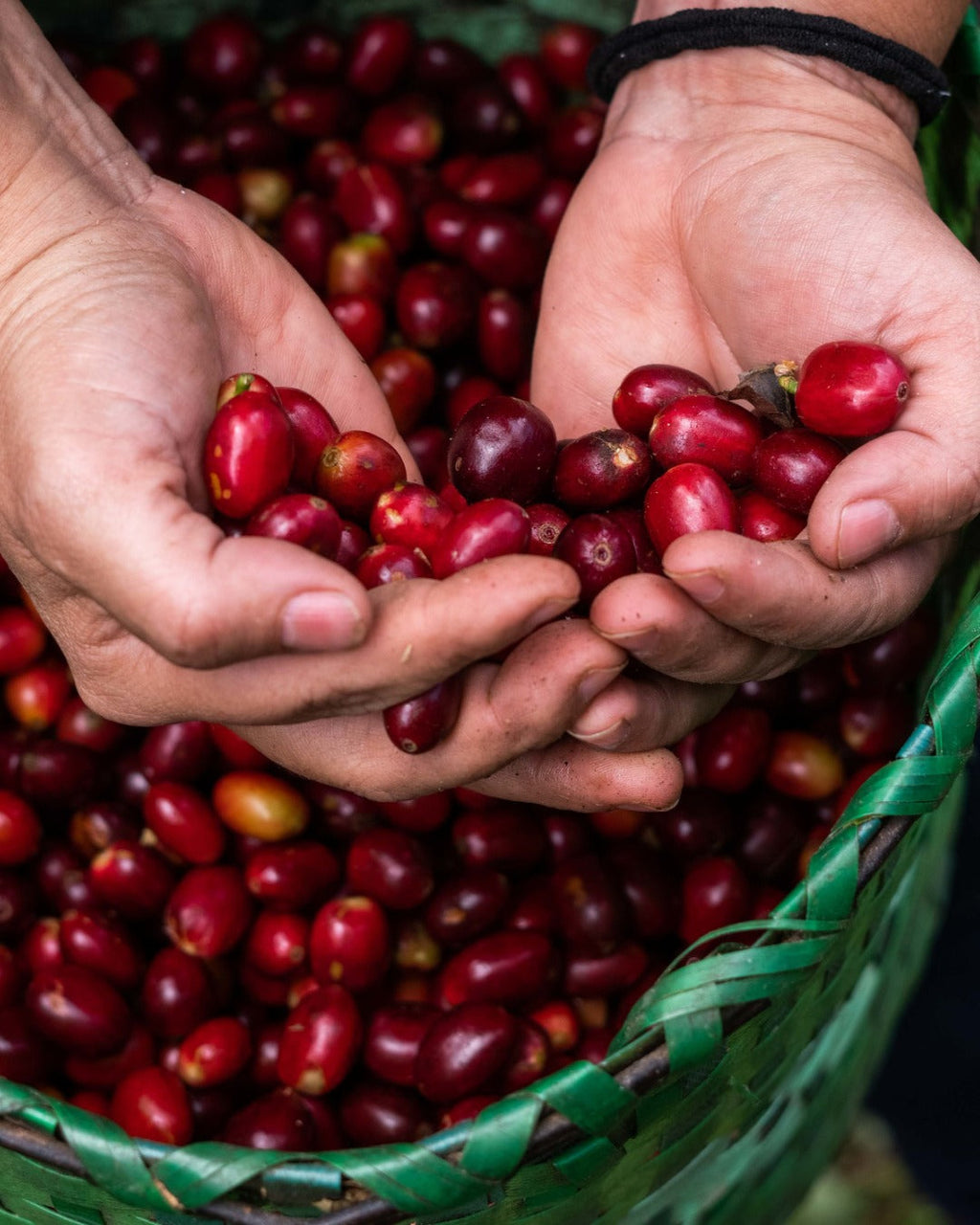 Honduras Monte Fresco Parainema Washed -  6-pack - 4.5lb