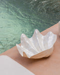 Clam Shell Bowl