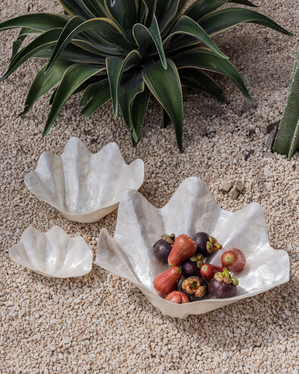 Clam Shell Bowl