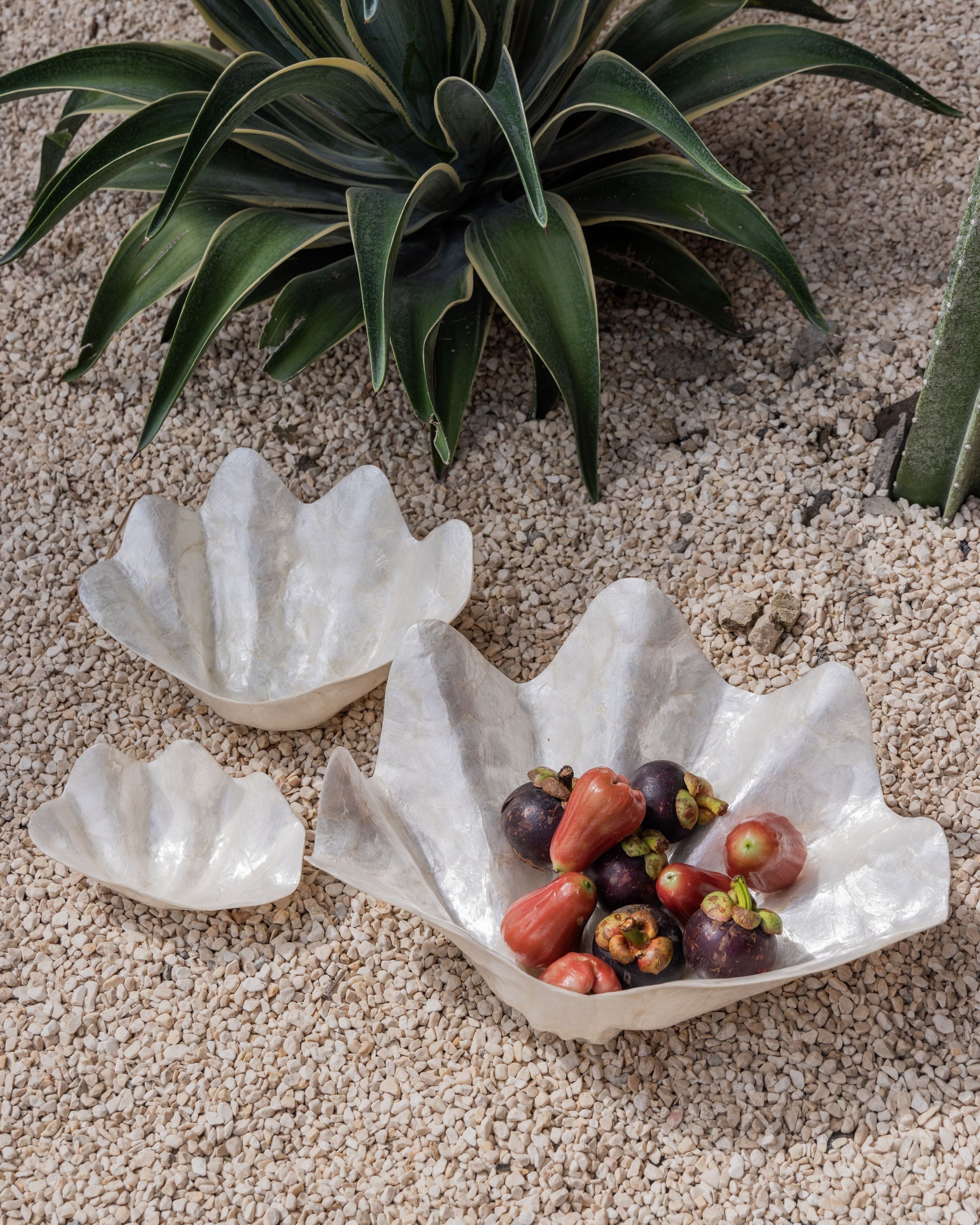 Clam Shell Bowl