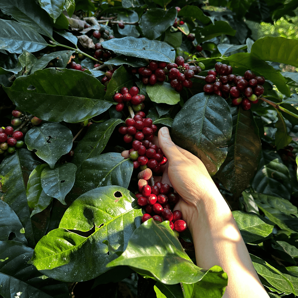 JAROON KHUNLAO DOUBLE HONEY