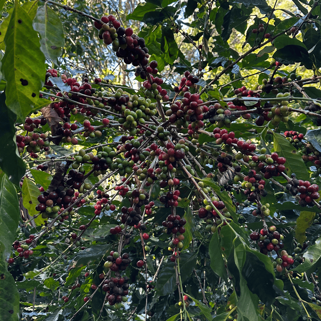 JAROON KHUNLAO DOUBLE HONEY